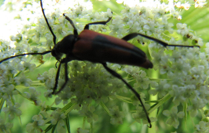 Altre identificazioni: Stictoleptura cordigera